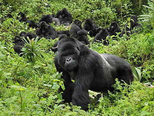 Gorilla lot